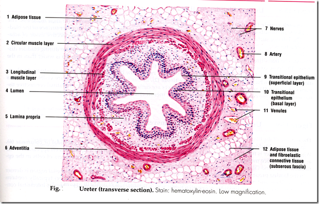 Anatomy & Histology of the Urinary Tract - Medatrio